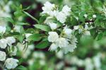 Philadelphus Manteau d'Hermine