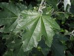 Silverpoppel (Populus alba Nivea)