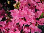 Azalea japonica Hybride rosarot