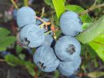 Vaccinium corymbosum Bluecrop - Amerikanskt blåbär Bluecrop