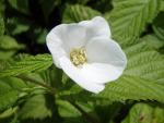 Schersminros, Rhodotypos scandens