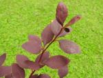 Berberis vulgaris Atropurpurea, rödbladig surtorn, rödbladig berberis,
