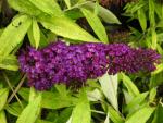 Buddleja davidii Magda's Gold Knight - Fjärilsbuske Magda's Gold Knight