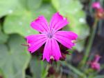 .Dianthus deltoides Leuchtfunk - Heidenelke