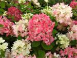 Hydrangea paniculata Diamant Rouge