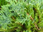 Juniperus horizontalis Wiltonii - Teppichwacholder Wiltonii
