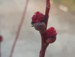 Salix gracilistyla melanostachys Red Cat, Salix melanostachys Red Cats, svartblommande sälg