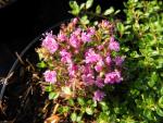 .Thymus serpyllum - Backtimjan