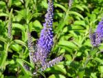 .Veronica longifolia Blauriesin - Langblättriger Ehrenpreis Blauriesin