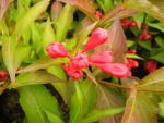 Weigela florida All Summer Red